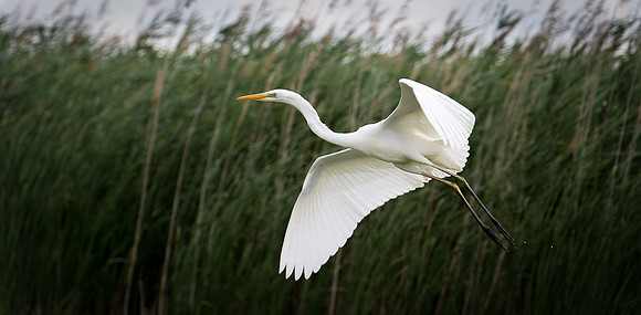 Great White Egret