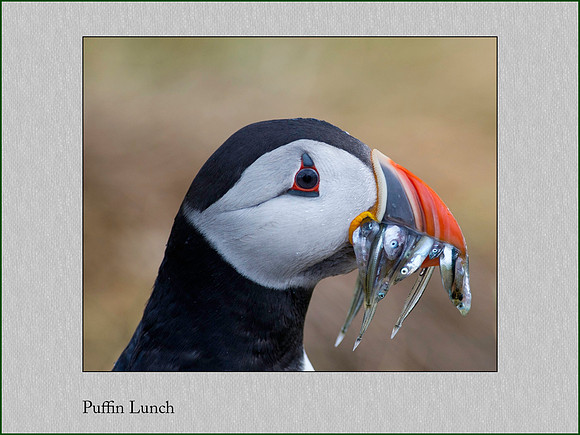 Puffin Lunch