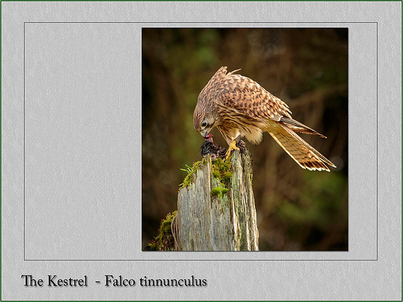 Kestrel Falco tinnunculus