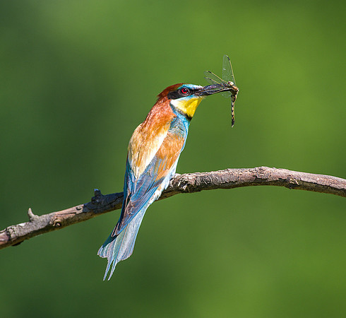 Bee Eaters