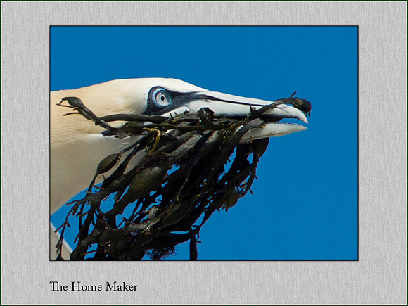 Home Maker