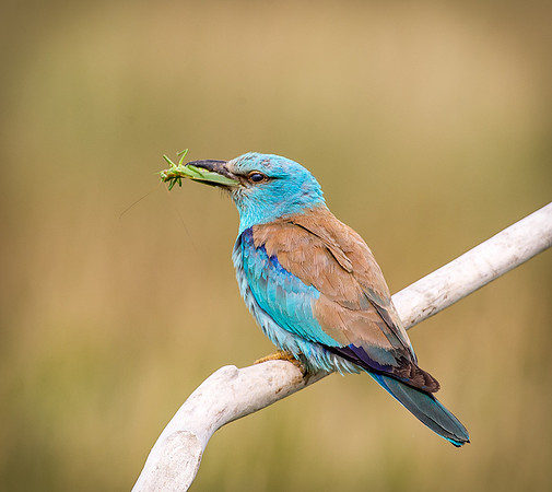 Roller