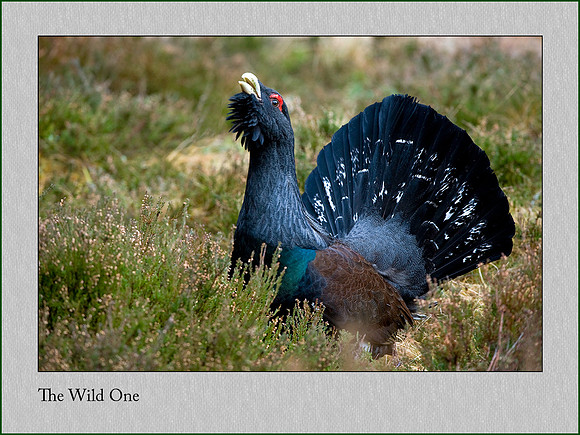 Capercaillie -Tetrao urogallus