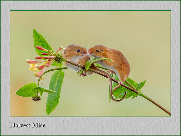Harvest Mice on Honey Suckle