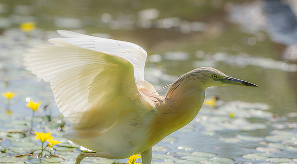 Squacco Heron (1 of 1)