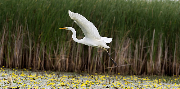 Great White Egret