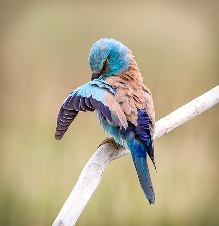 Roller