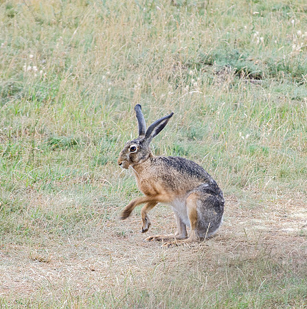 Hungarian Hare