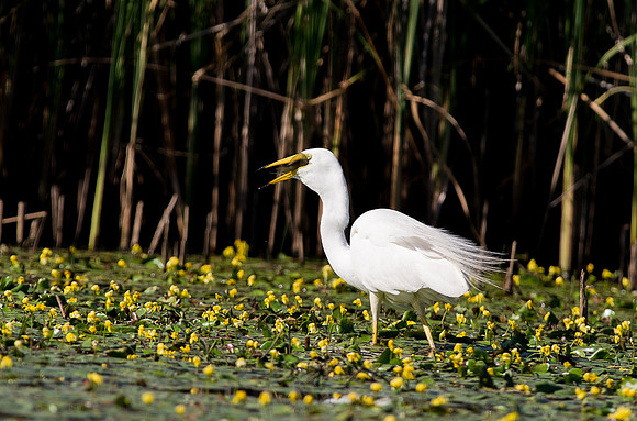 Great White Egret with Fish (3 of 3)