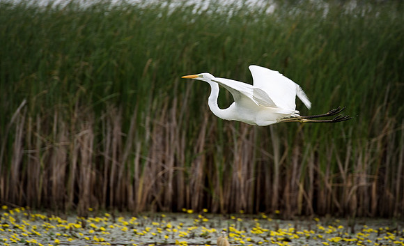 Great White Egret
