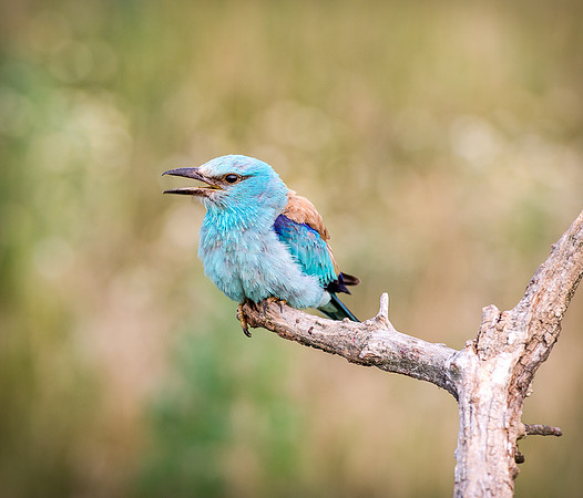 Roller