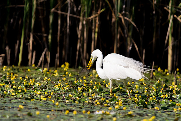 Great White Egret with Fish (2 of 3)